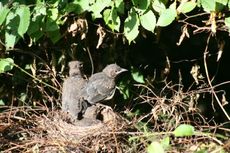 Amsel-9-Tag-2.jpg